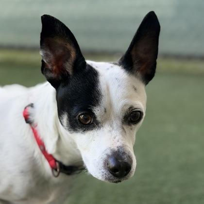 Enlarge Boba, an adoptable mixed breed in Sacramento, CA image 1/3