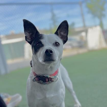 Enlarge Boba, an adoptable mixed breed in Sacramento, CA image 2/3