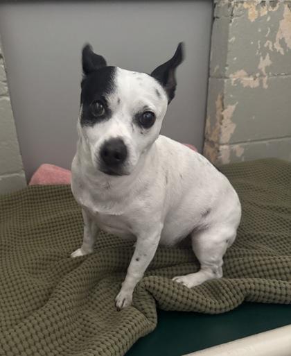 Enlarge Boba, an adoptable mixed breed in Sacramento, CA image 3/3