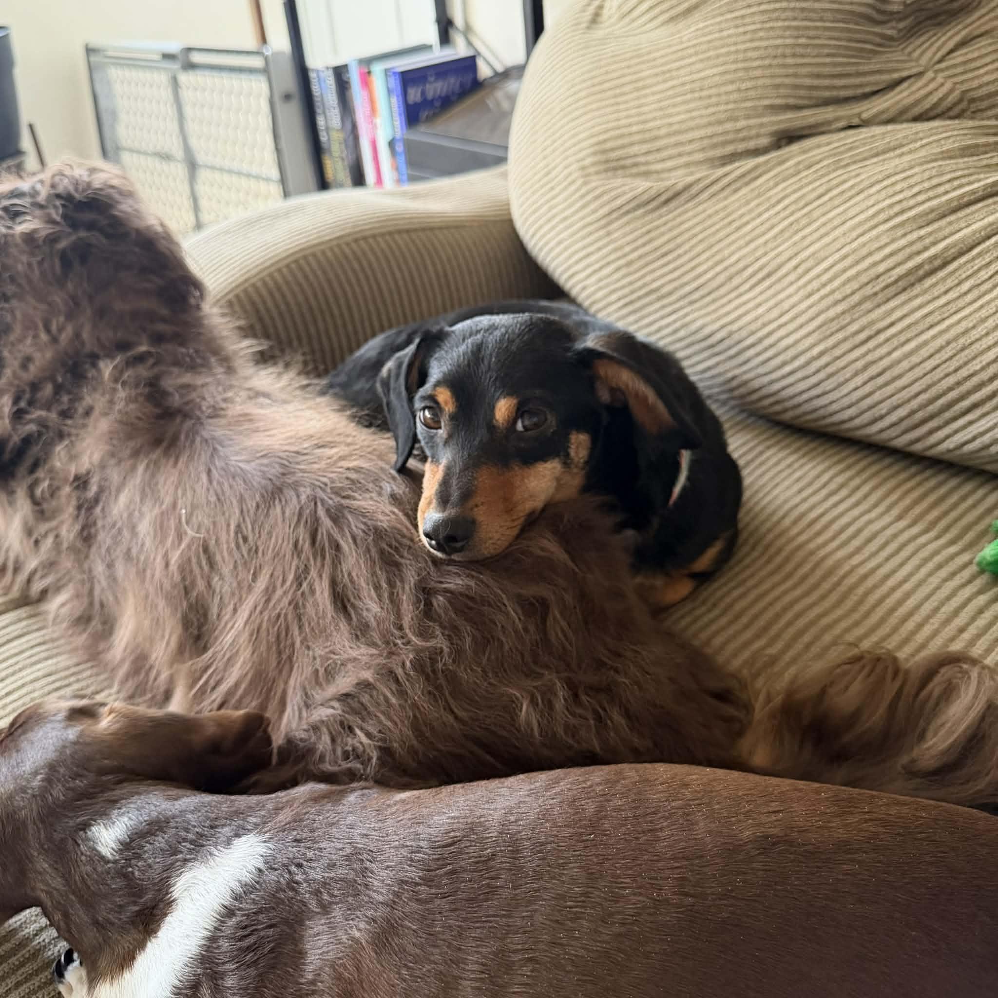 Enlarge Ruby, a ADOPTABLE mixed breed in Boulder, CO image 4/6