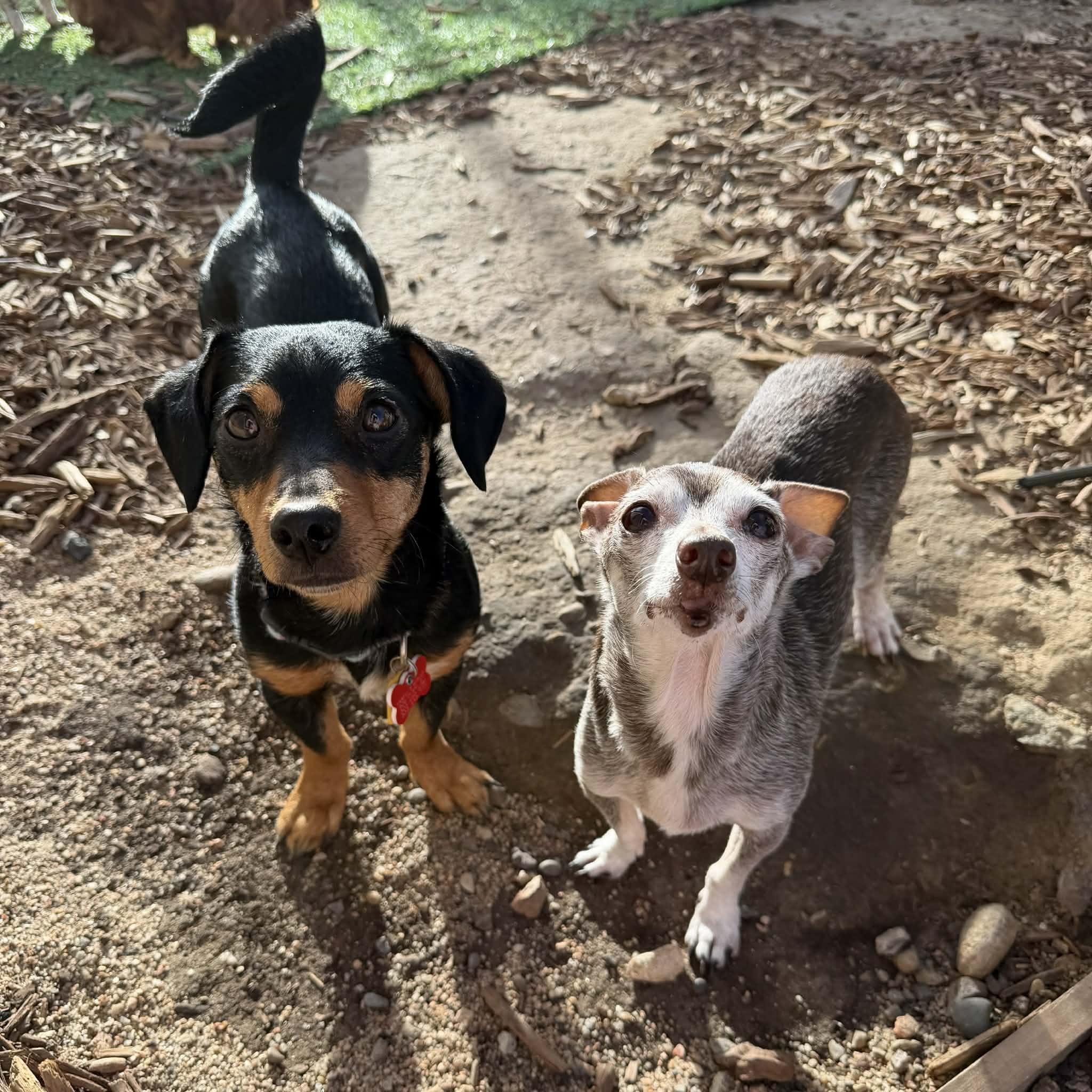 Enlarge Ruby, a ADOPTABLE mixed breed in Boulder, CO image 5/6
