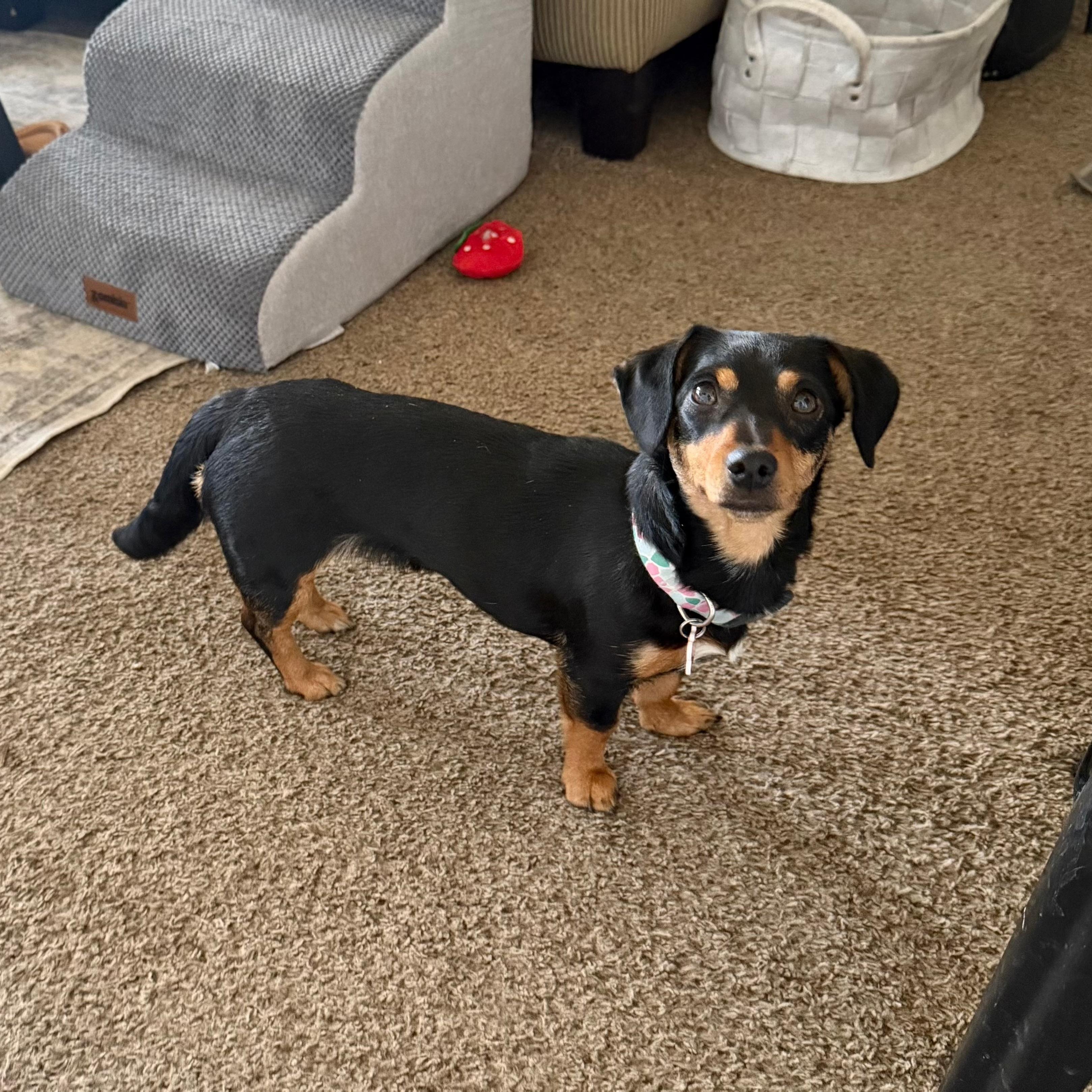 Enlarge Ruby, a ADOPTABLE mixed breed in Boulder, CO image 1/6