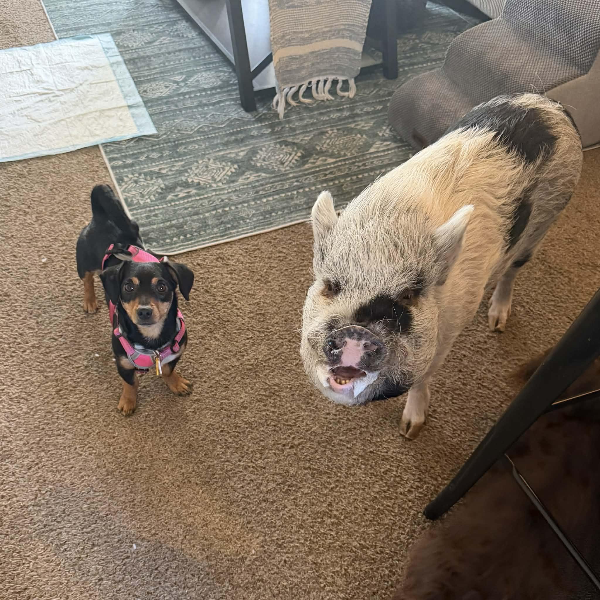 Enlarge Ruby, a ADOPTABLE mixed breed in Boulder, CO image 6/6