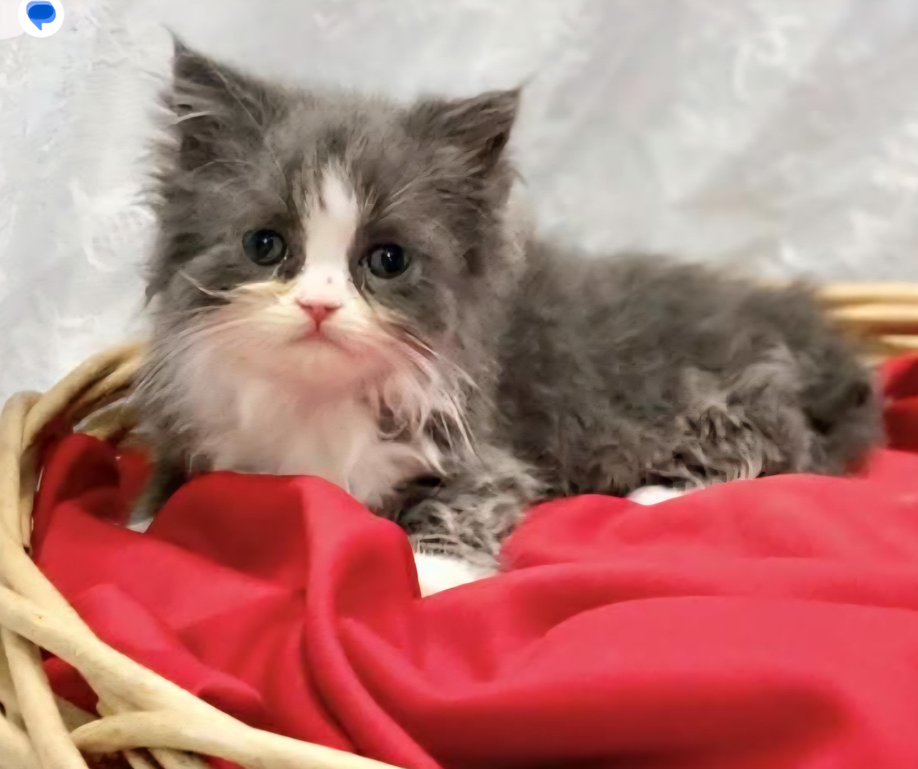 ROMAN, an adoptable Persian, Munchkin in Cincinnati, OH, 45238 | Photo Image 1