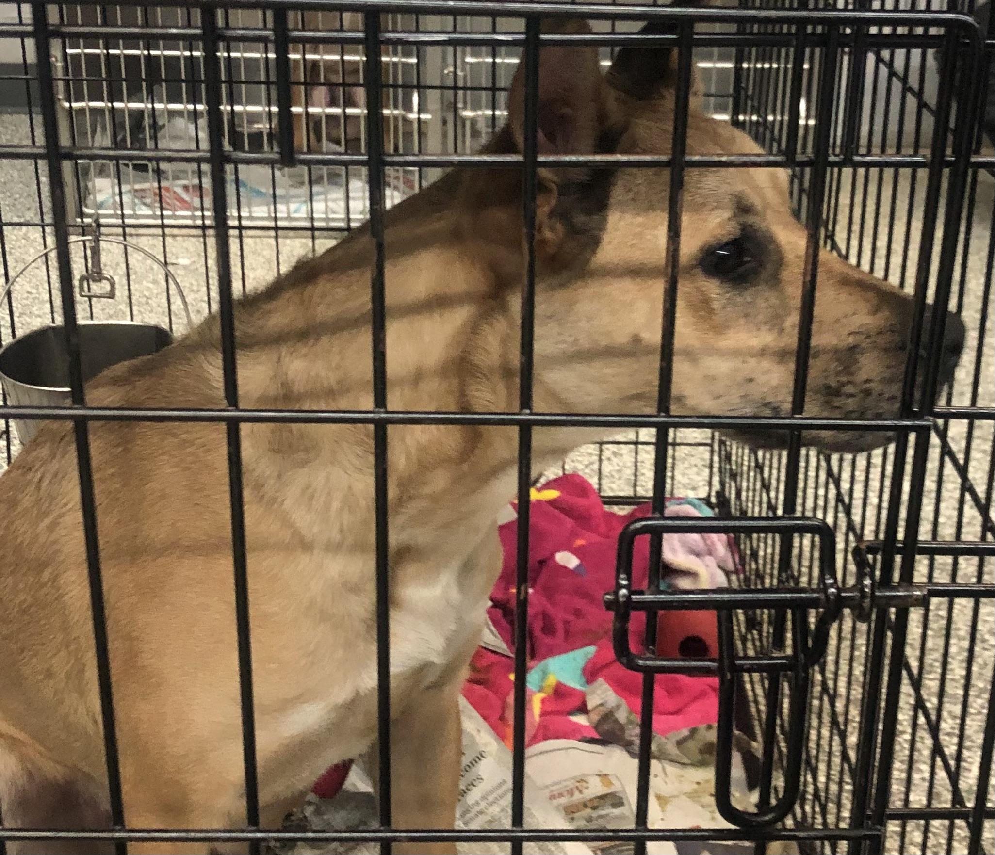 Enlarge Blaze, a ADOPTABLE mixed breed in Parma, OH image 2/3