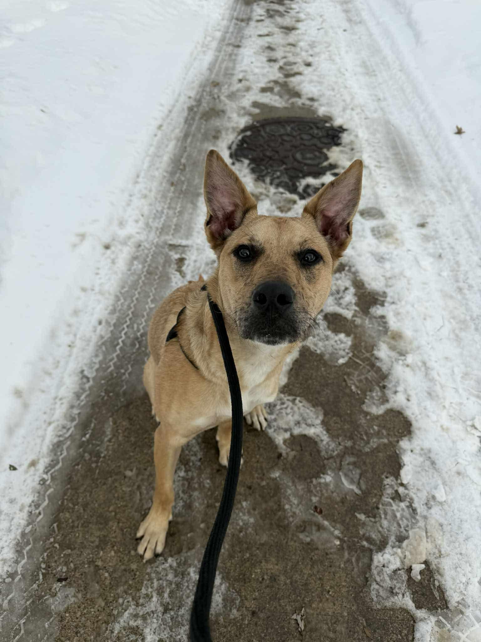Blaze, ADOPTABLE, Puppy Male Labrador Retriever & Catahoula Leopard Dog.