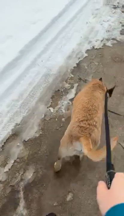 Enlarge Blaze, a ADOPTABLE mixed breed in Parma, OH video 3/3