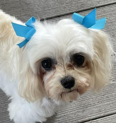 Enlarge Wonder and Summer, a ADOPTABLE Maltese in Cotati, CA image 4/6