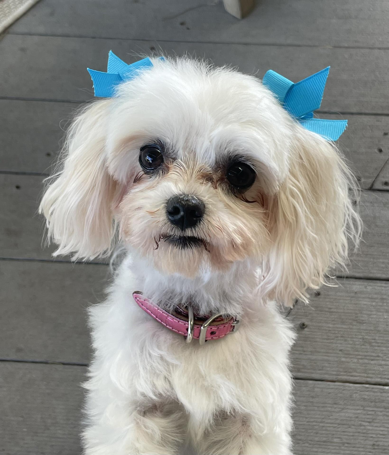 Enlarge Wonder and Summer, a ADOPTABLE Maltese in Cotati, CA image 3/6