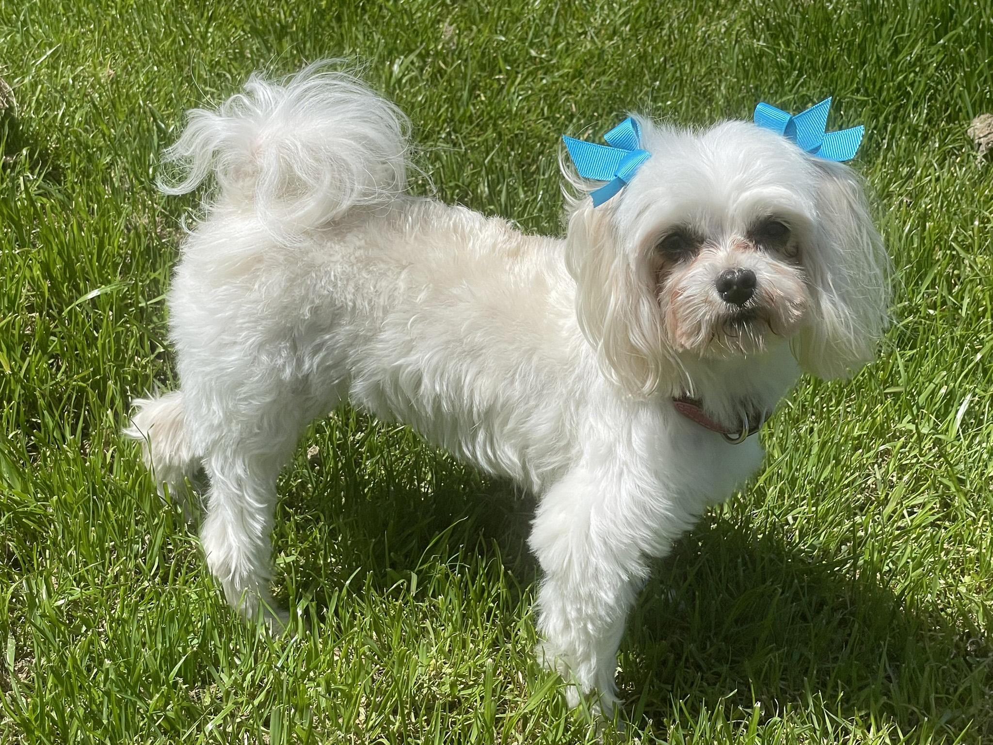 Enlarge Wonder and Summer, a ADOPTABLE Maltese in Cotati, CA image 2/6