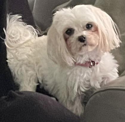 Enlarge Wonder and Summer, a ADOPTABLE Maltese in Cotati, CA image 5/6