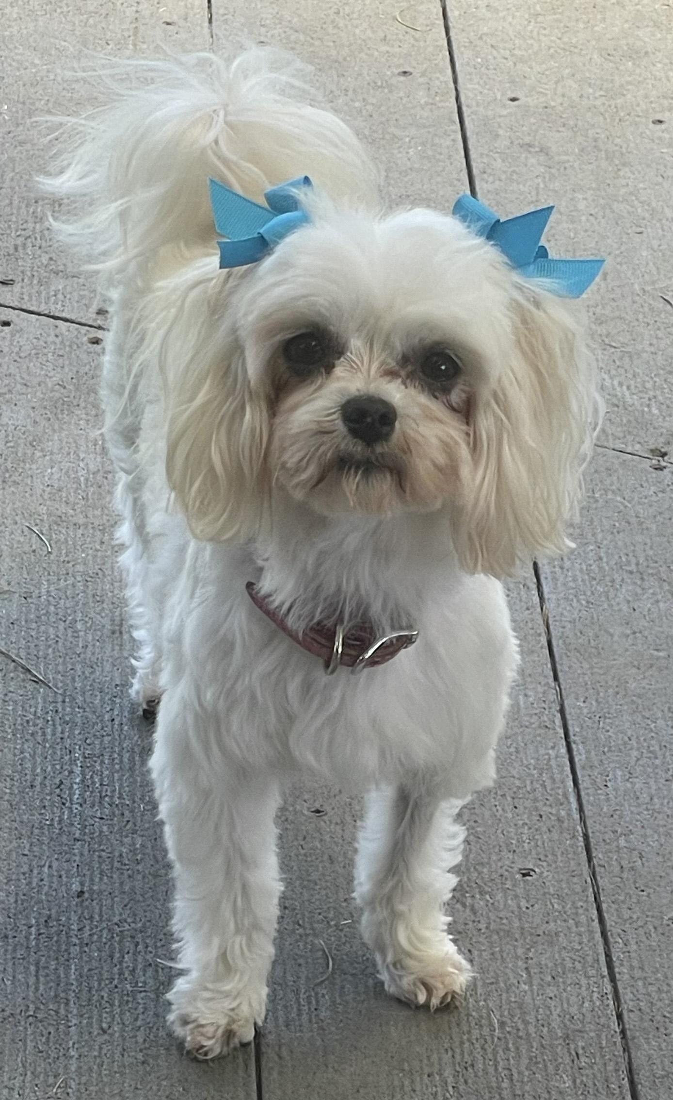 Wonder and Summer, ADOPTABLE, Adult Female Maltese.