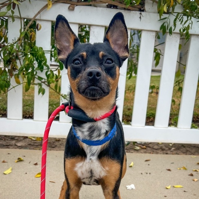 Maddox *Courtesy Post*