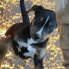 Enlarge Milo, a Adoptable mixed breed in Manhattan, KS image 1/4