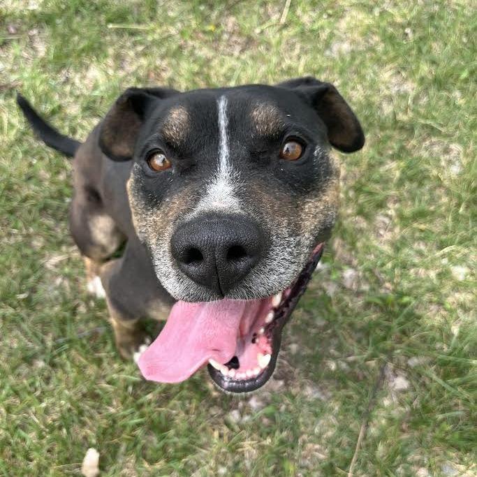 Enlarge Milo, a Adoptable mixed breed in Manhattan, KS image 2/4