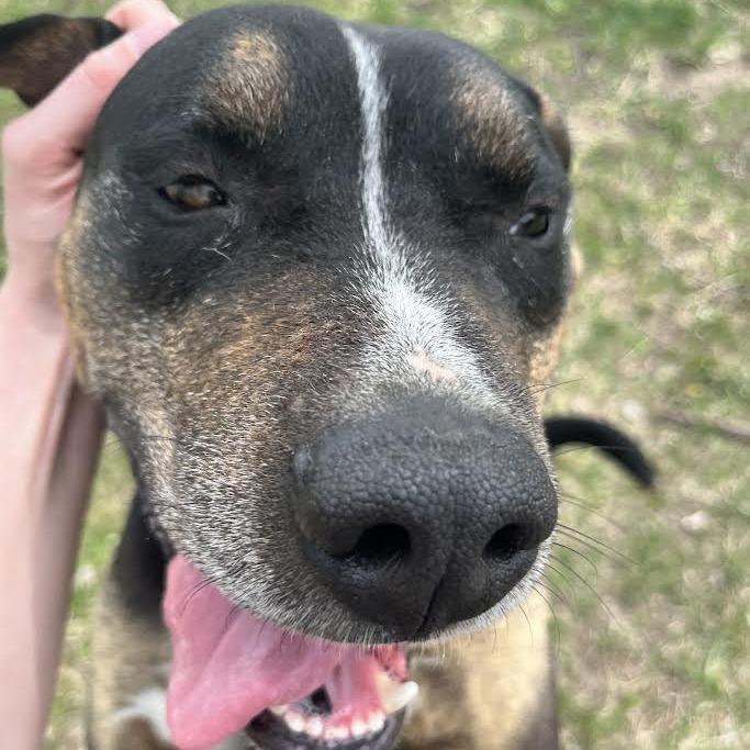 Enlarge Milo, a Adoptable mixed breed in Manhattan, KS image 3/4