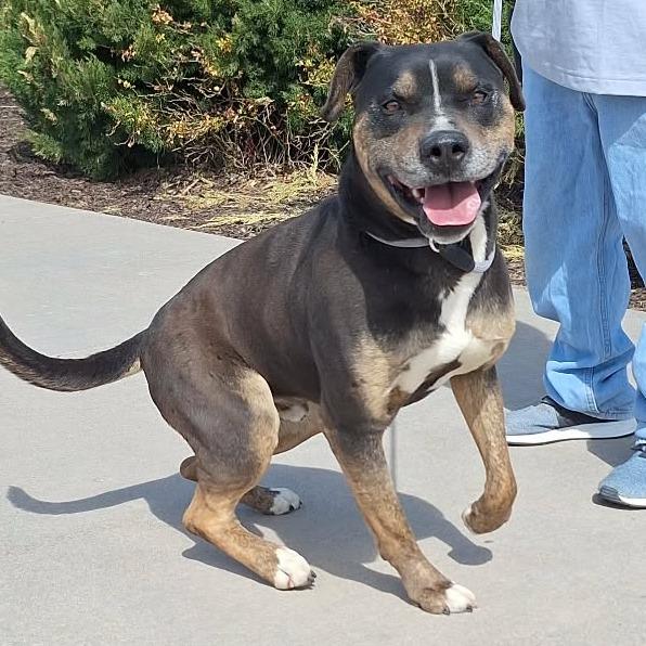 Enlarge Milo, a Adoptable mixed breed in Manhattan, KS image 4/4