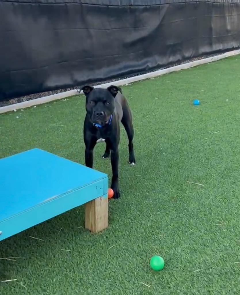 Blue, Adoptable, Young Male Mixed Breed.