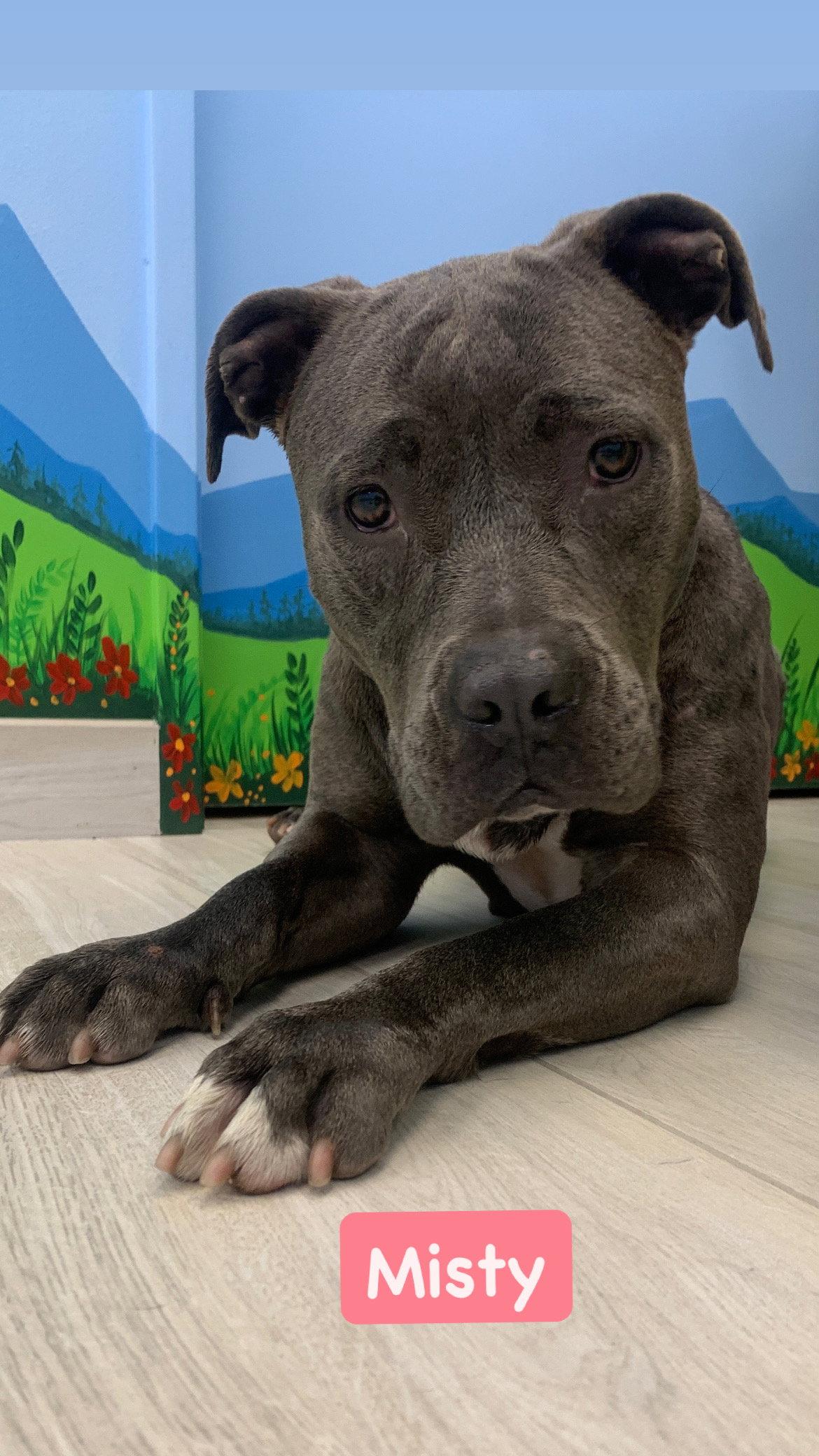 Misty, Adopted, Young Female American Staffordshire Terrier.