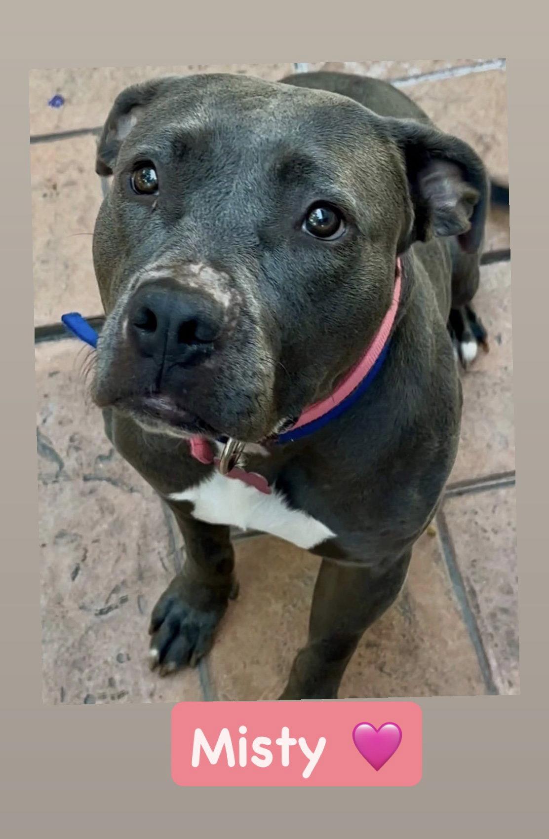 Enlarge Misty, a Adopted American Staffordshire Terrier in San Diego, CA image 2/2