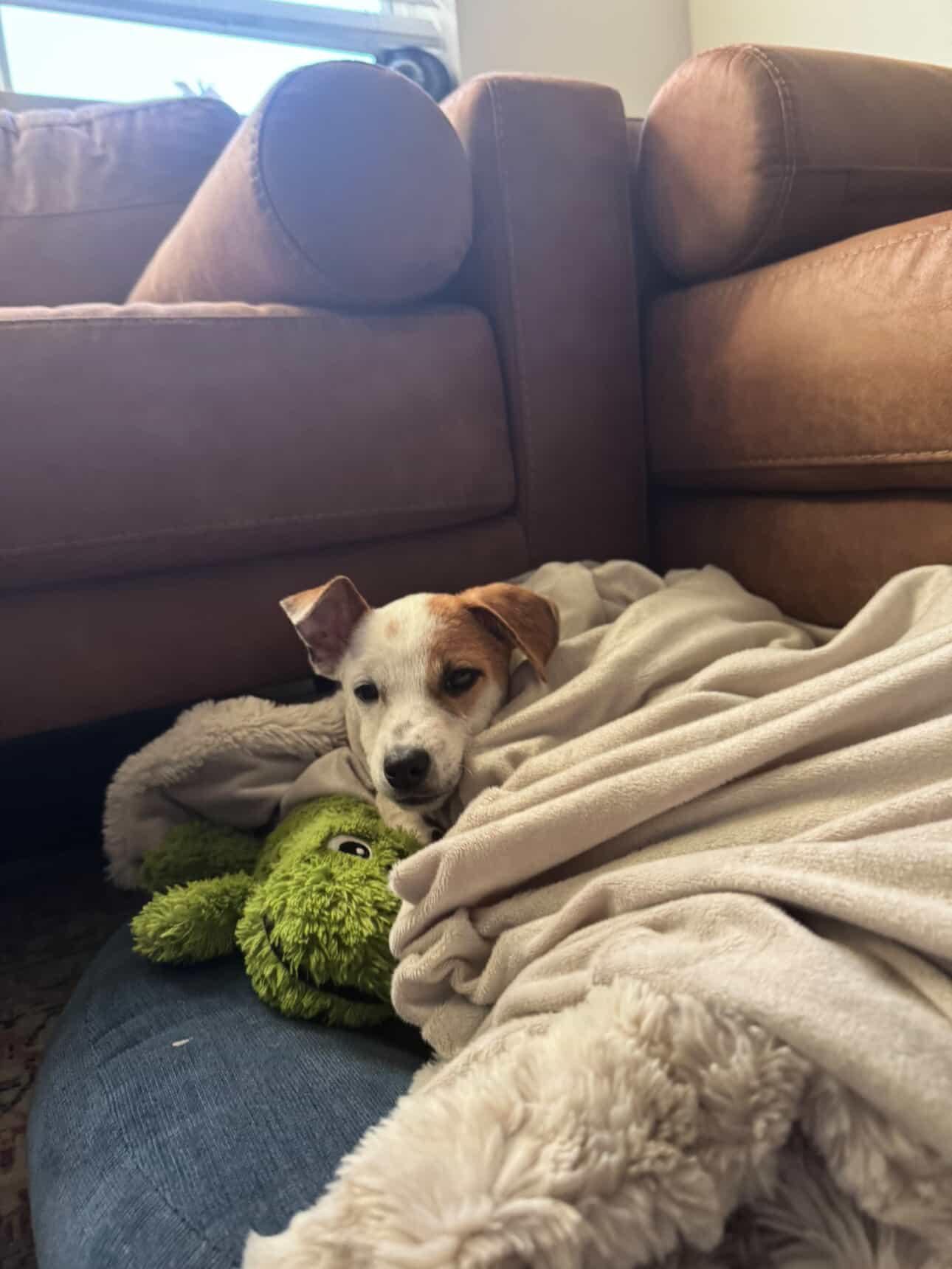 Enlarge Morris, a Adoptable mixed breed in San Diego, CA image 2/3