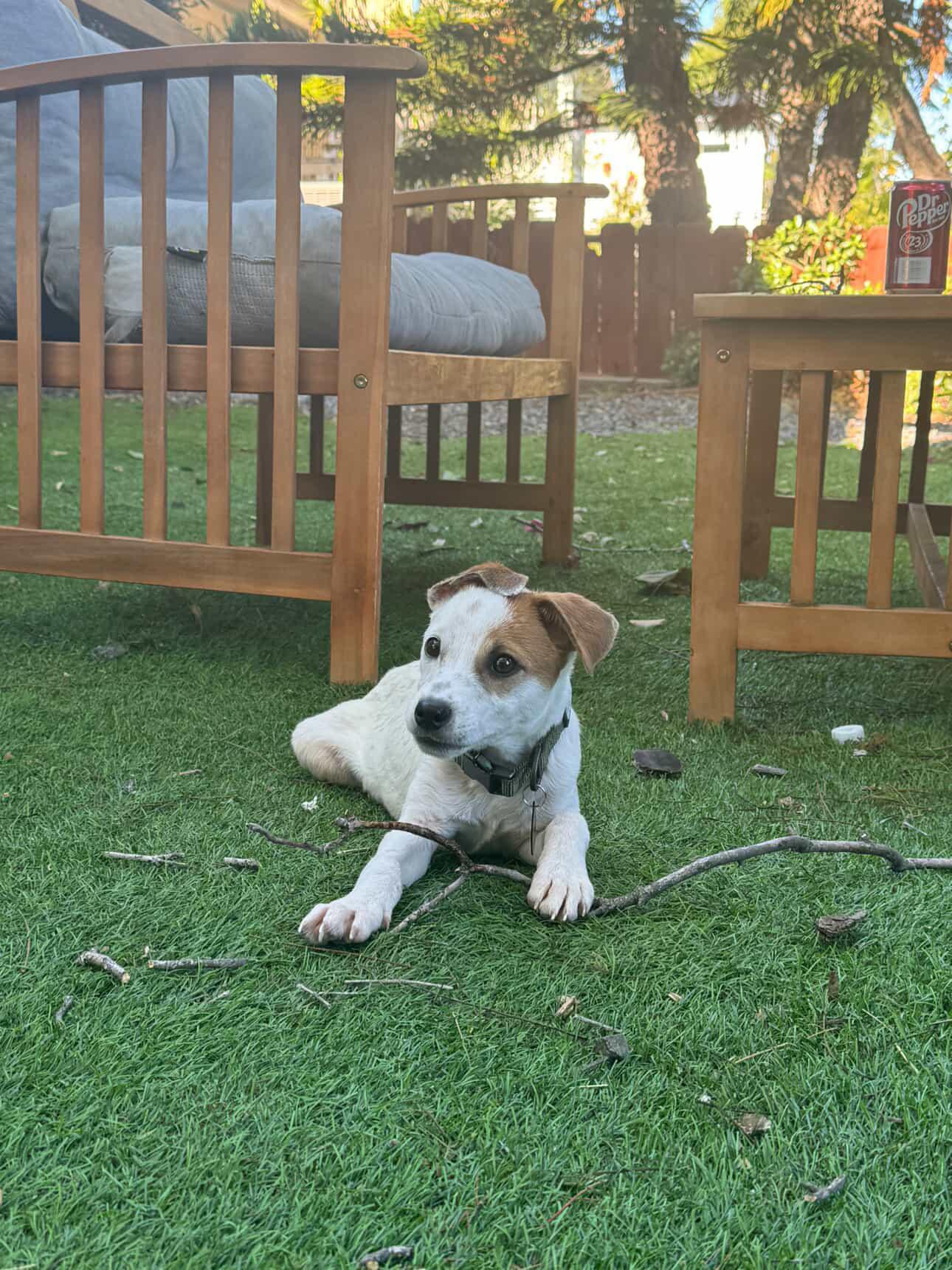 Enlarge Morris, a Adoptable mixed breed in San Diego, CA image 3/3