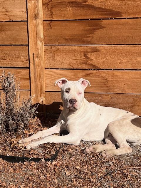 Gus, Adoptable, Puppy Male Pit Bull Terrier.