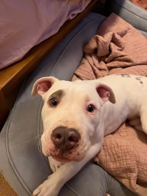 Gus, Adoptable, Puppy Male Pit Bull Terrier.