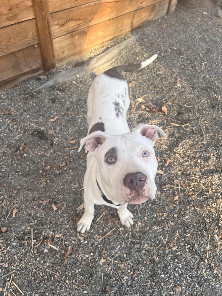 Enlarge Gus, a Adoptable mixed breed in Denver, CO image 2/6