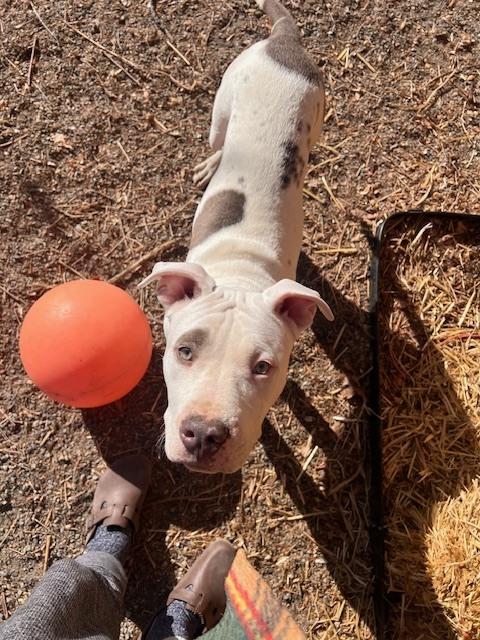 Enlarge Gus, a Adoptable mixed breed in Denver, CO image 3/6