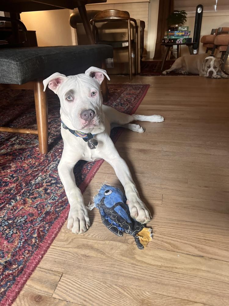 Enlarge Gus, a Adoptable mixed breed in Denver, CO image 4/6