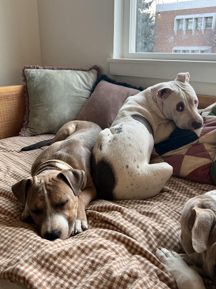 Enlarge Gus, a Adoptable mixed breed in Denver, CO image 5/6