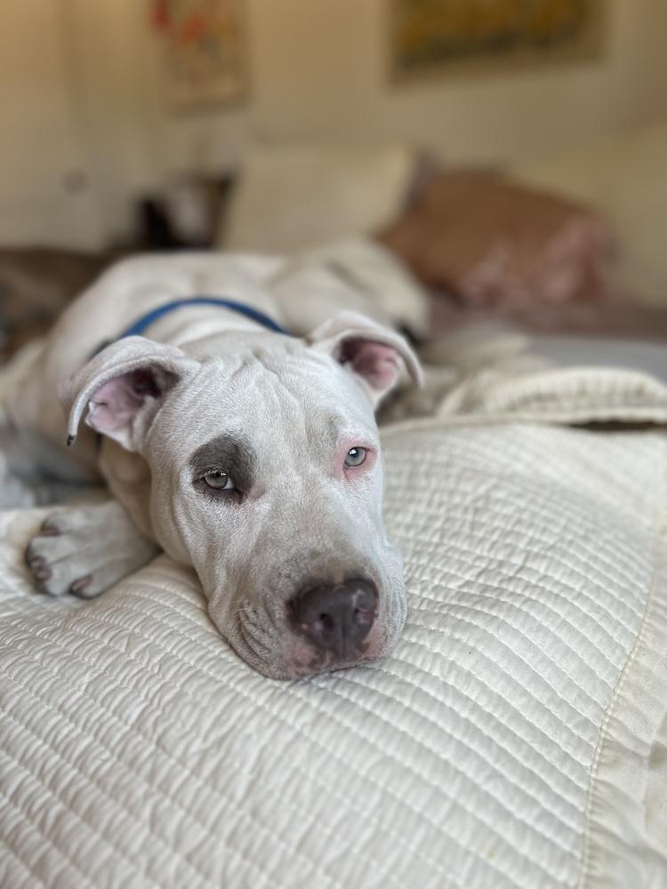 Enlarge Gus, a Adoptable mixed breed in Denver, CO image 6/6