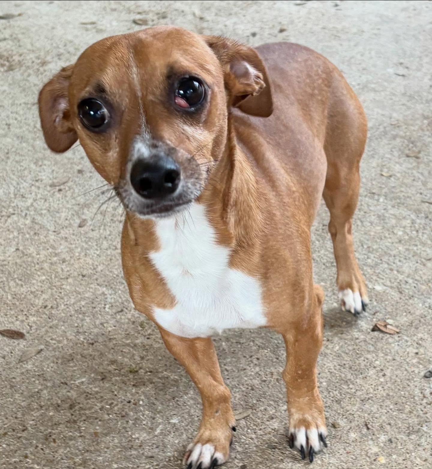 Enlarge Bud, an adopted mixed breed in Baton Rouge, LA image 2/2