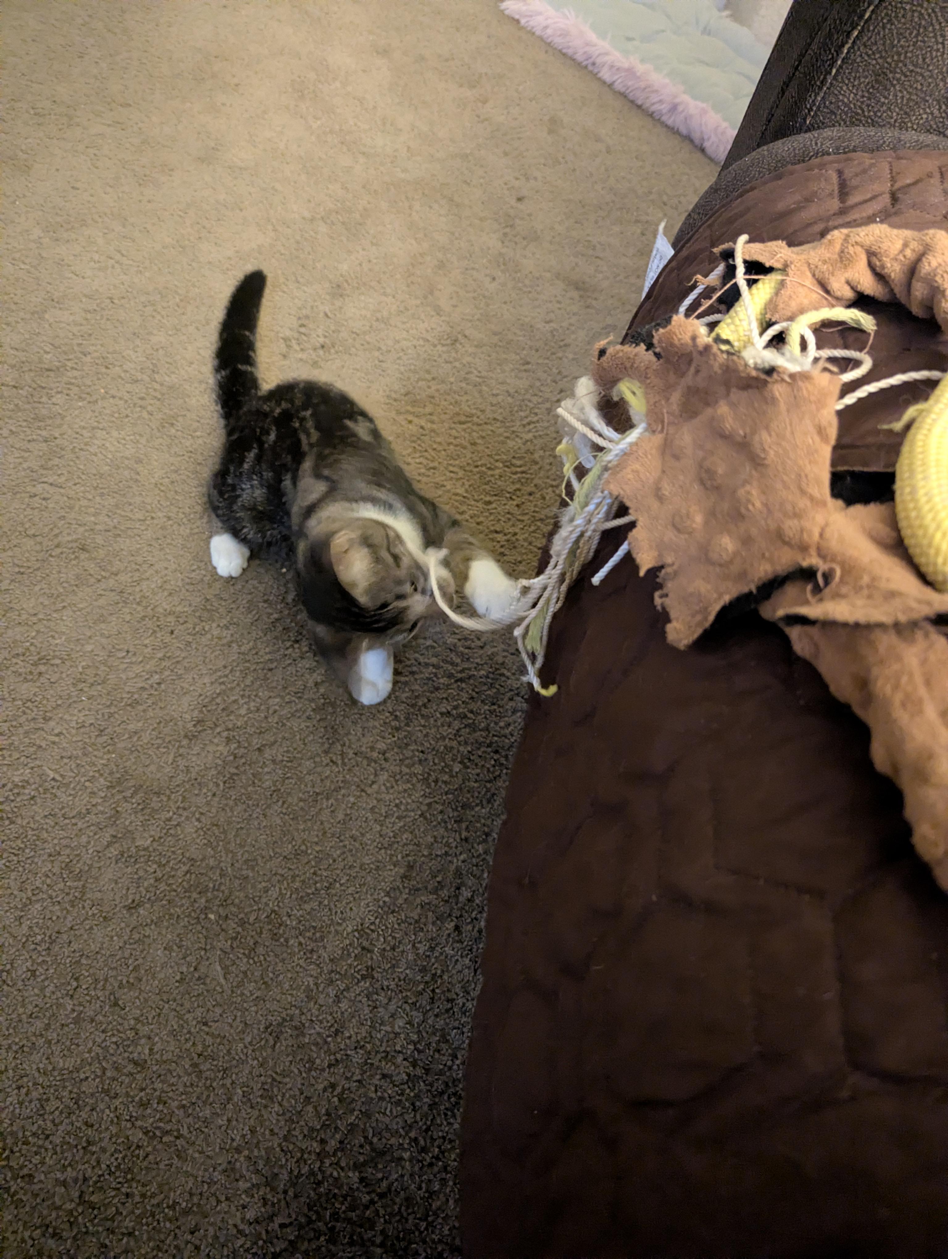 Enlarge Cookie, a Adopted Tabby in Vallejo, CA image 5/5