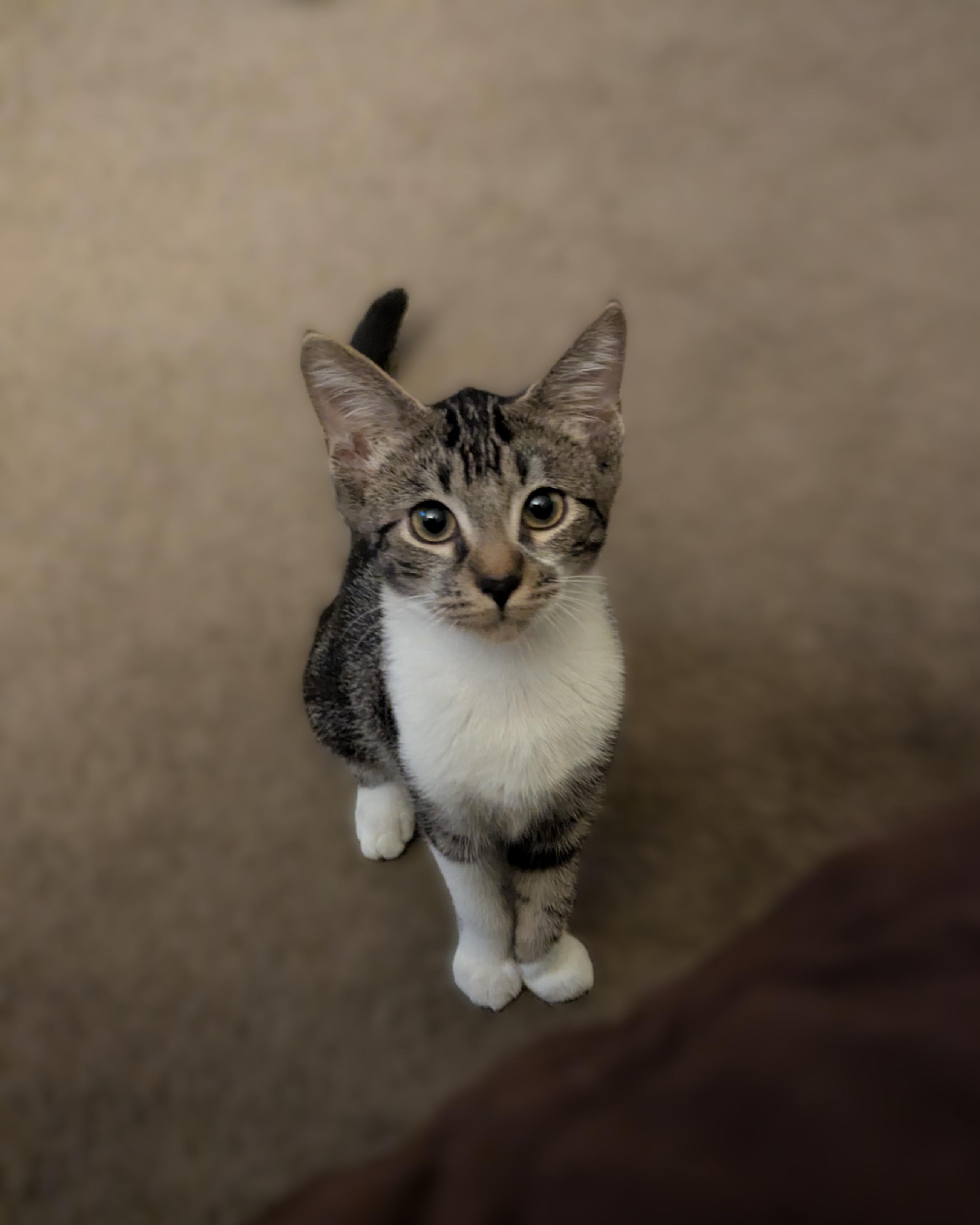 Enlarge Cookie, a Adopted Tabby in Vallejo, CA image 3/5
