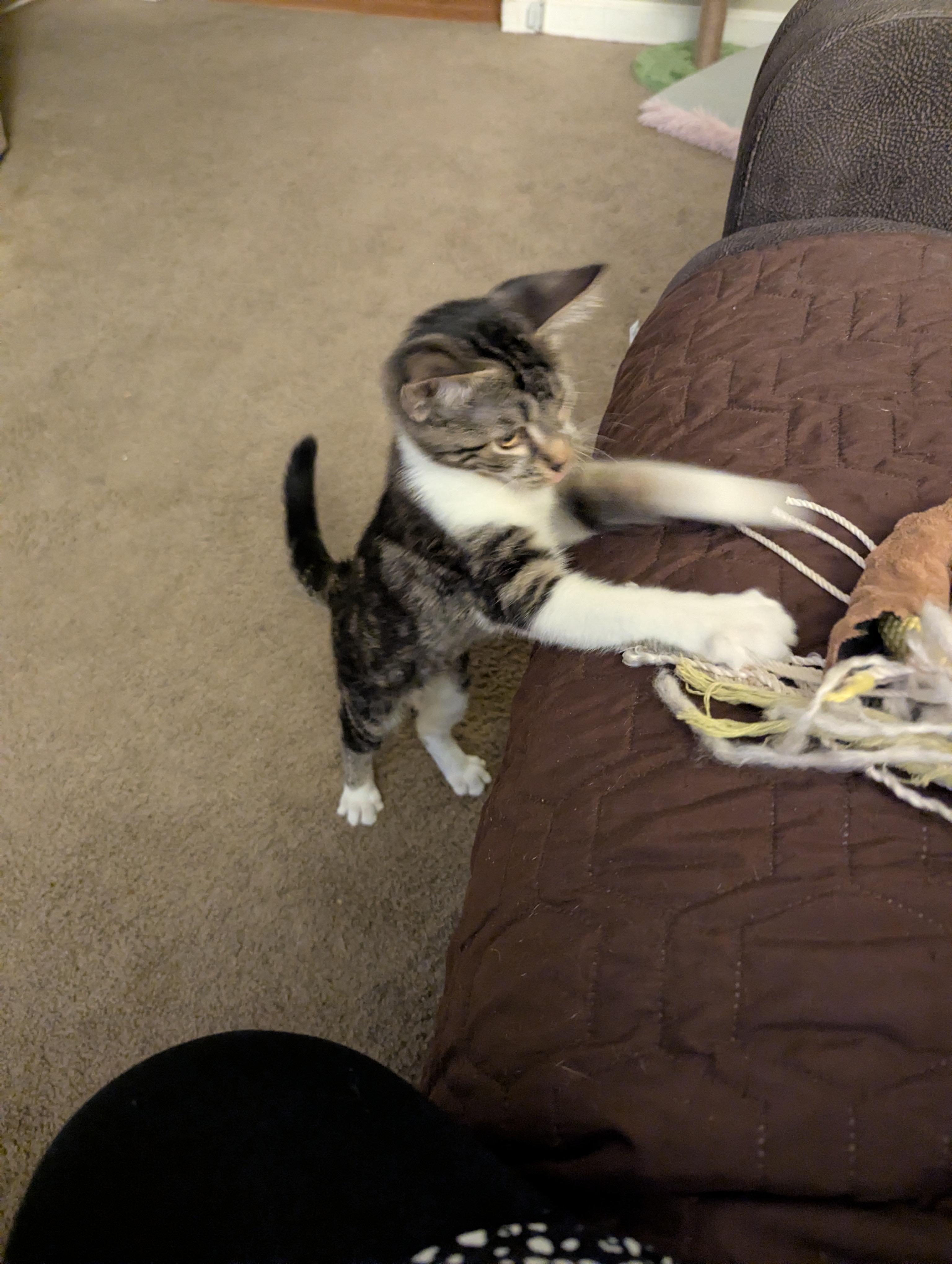 Enlarge Cookie, a Adopted Tabby in Vallejo, CA image 4/5