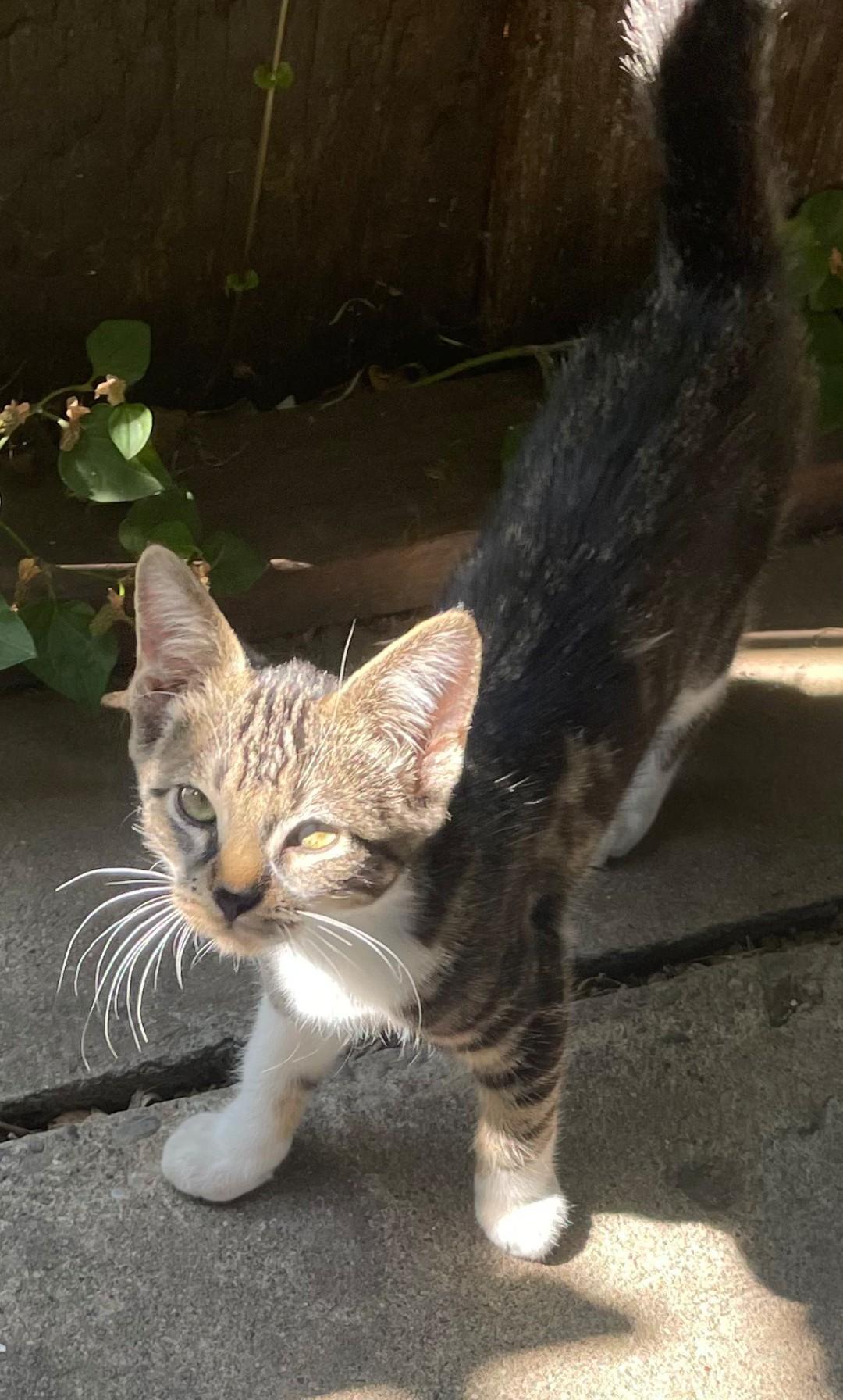 Enlarge Cookie, a Adopted Tabby in Vallejo, CA image 2/5