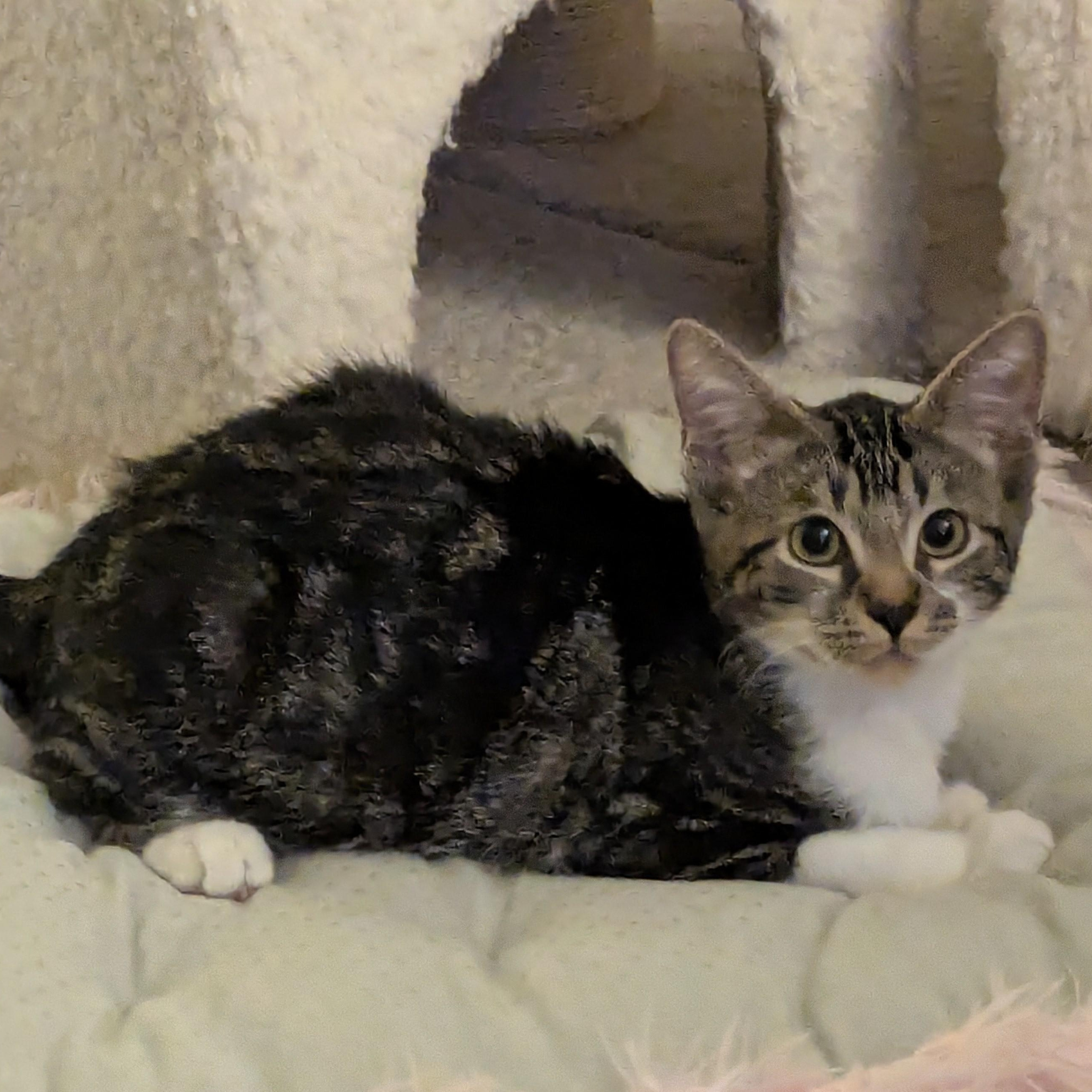 Enlarge Cookie, a Adopted Tabby in Vallejo, CA image 1/5