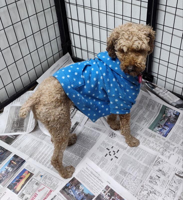 Waverly, Adoptable, Adult Female Standard Poodle & Poodle.