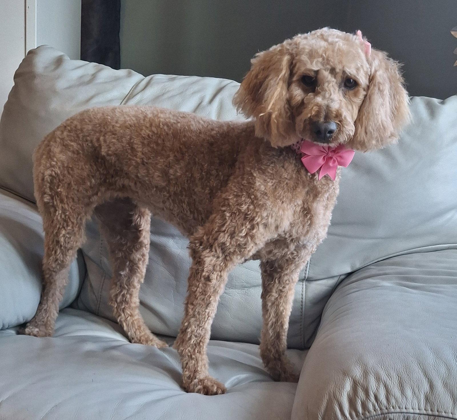 Waverly, Adoptable, Adult Female Poodle & Golden Retriever.