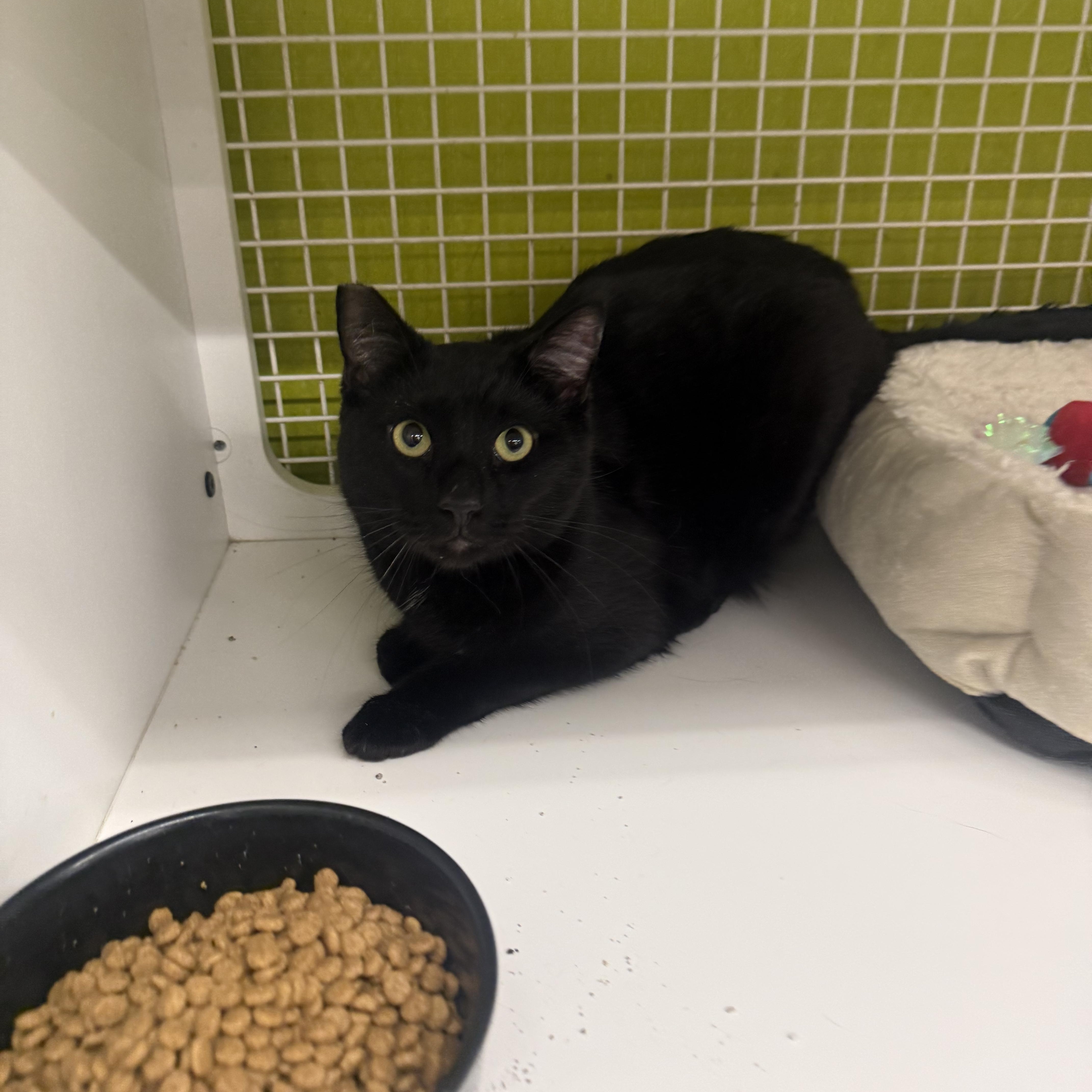 Beanie Zucchini, ADOPTABLE, Adult Male Burmese.