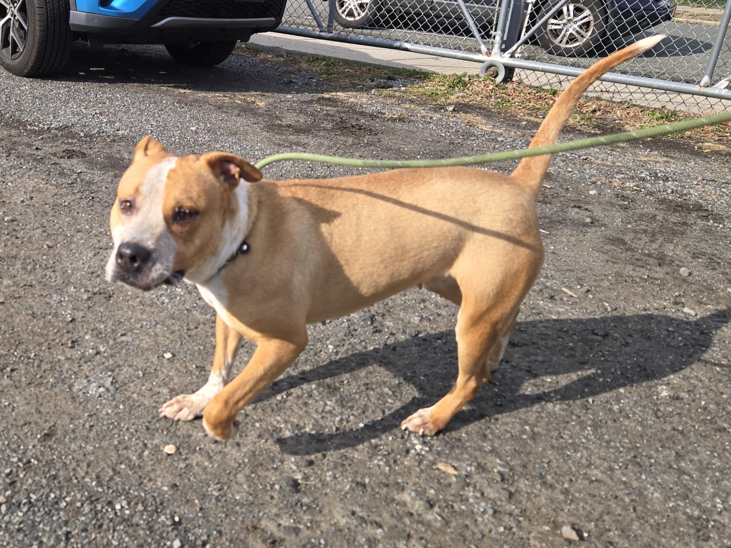 Raya, ADOPTABLE, Adult Female Pit Bull Terrier.