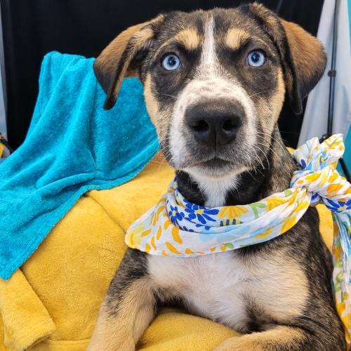 Glitter, Adoptable, Puppy Female Husky & Labrador Retriever.
