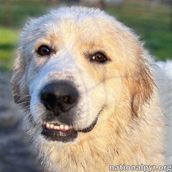 Bruce in GA - Sweet & Playful Tripod!
