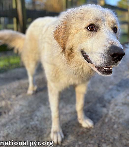 Bruce in GA - Sweet & Playful Tripod!
