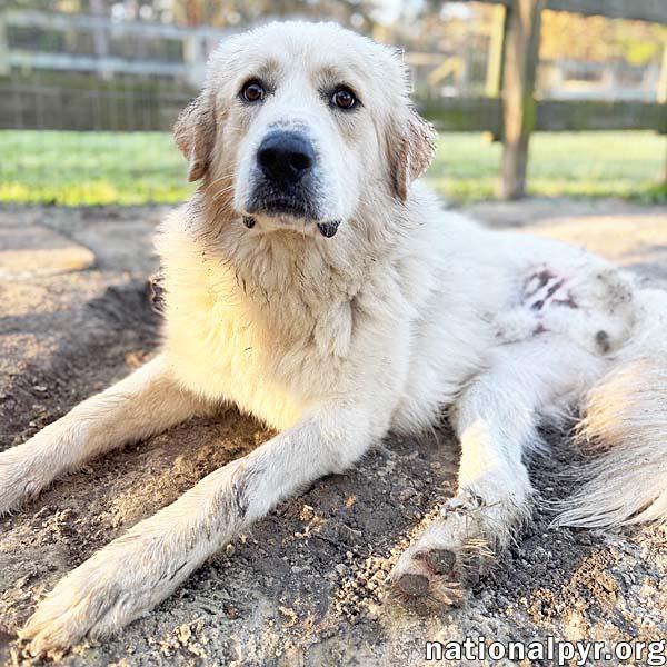 Bruce in GA - Sweet & Playful Tripod!