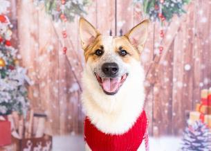 Enlarge Butterscotch, a Adoptable mixed breed in Carrollton, TX image 2/3