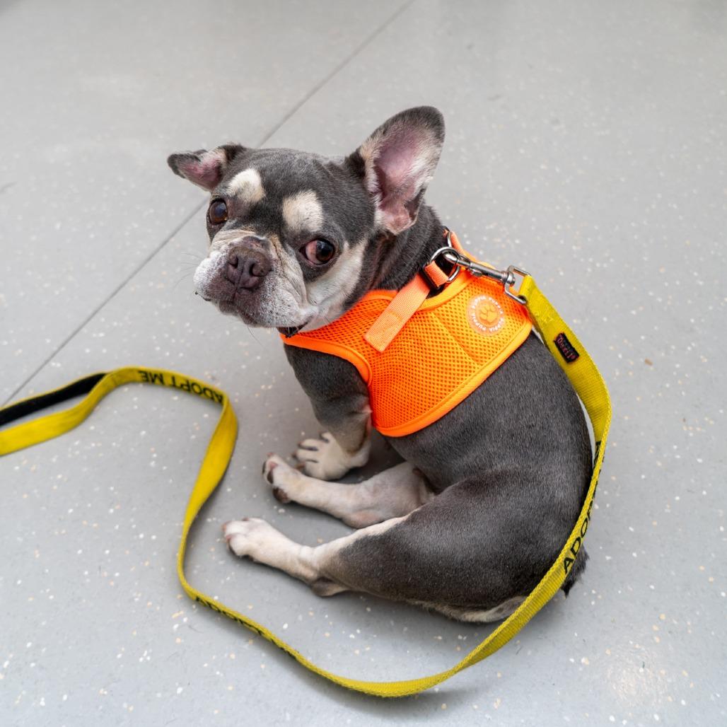 Enlarge Sunny, a Adoptable French Bulldog in New York, NY image 1/2