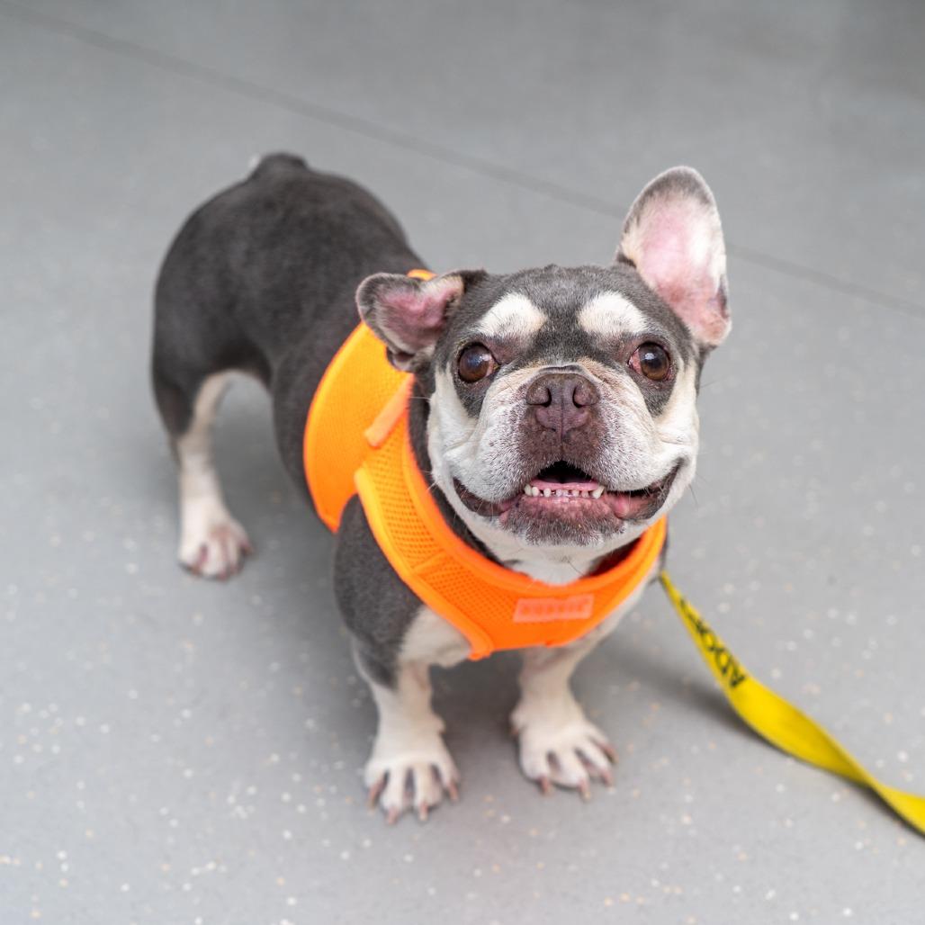 Enlarge Sunny, a Adoptable French Bulldog in New York, NY image 2/2